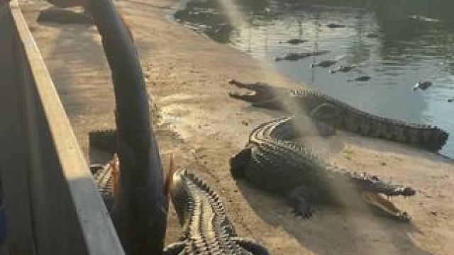 鳄鱼骨肽酒 健康的坚实护卫