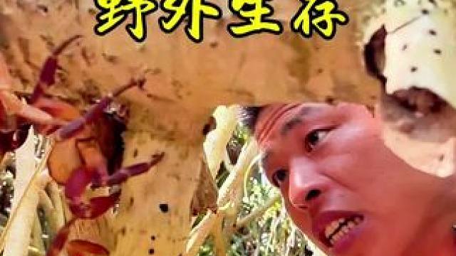 野外生存 体验合集24分半#野外生存 #户外 #赶海 #探险 #户外美食