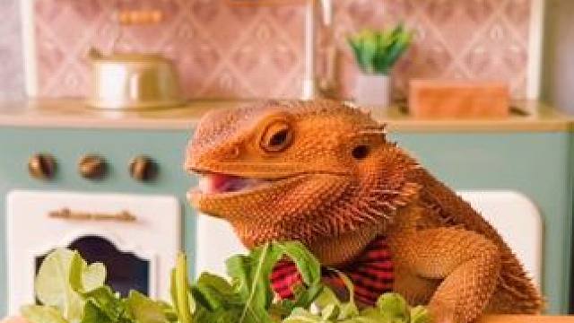 鬃狮蜥干饭 #国外视频分享 #奇妙的动物 #宠物