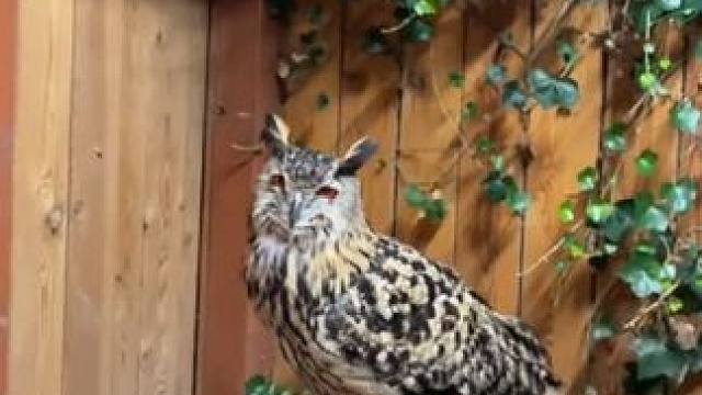 宠物雕鸮跟走地鸡是的 #国外视频分享 #奇妙的动物 #雕鸮