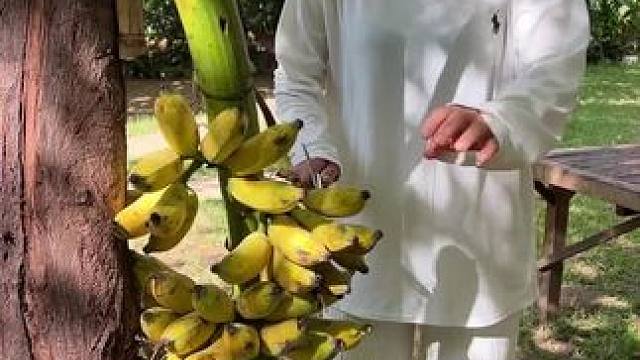 香蕉沙拉 #东南亚八面佛 #农村生活 #农村美食记录生活 #乡村大锅煮出人间美味