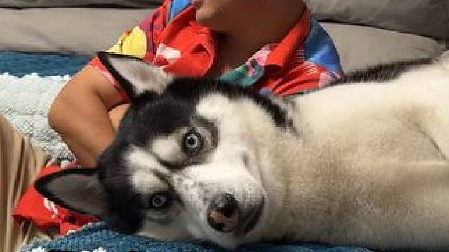 狗狗跟主人冷战，谁也不搭理谁，当主人拿出火腿后，傻狗瞬间破防 #二哈 #哈士奇 #萌宠出道计划 #神