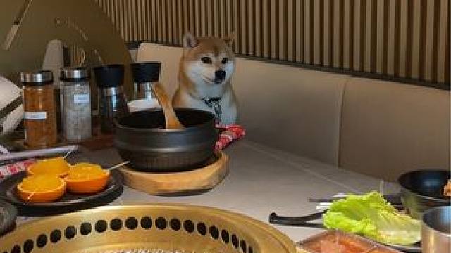 你要跟我们拼桌么？ ps：宠物友好餐厅/你去不去不关我的事/杠精先骂再拉黑#柴犬 #柴柴日常 #萌宠