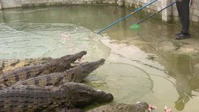 被鳄鱼包围了，小伙难搞哦