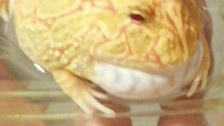 蛙蛙的溫馨家庭