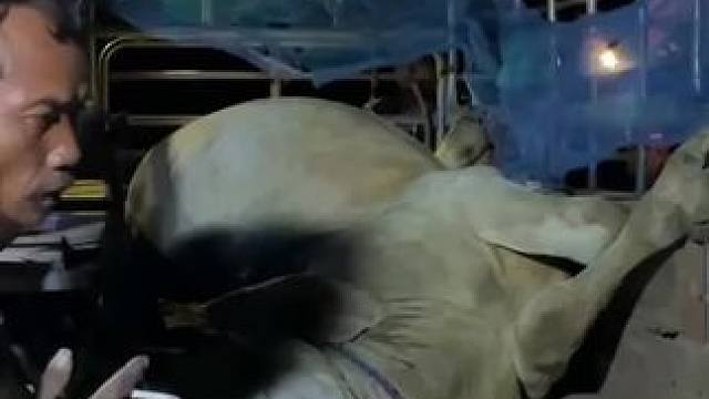 东南亚乡村美食（全牛宴） #我的乡村生活 #东南亚八面佛 #原始美味 #农村生活