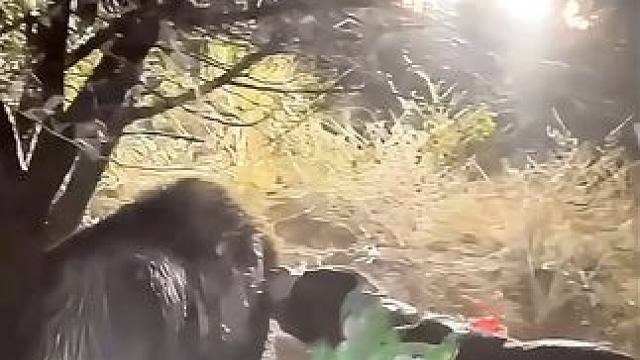 狂暴野猪夜入农场，狗子全力驱赶难以奏效 #纪录片解说 #原始技术 #荒野求生