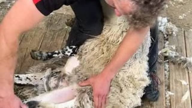 国外小伙剪羊毛 #国外视频分享 #羊了个羊 #剪羊毛