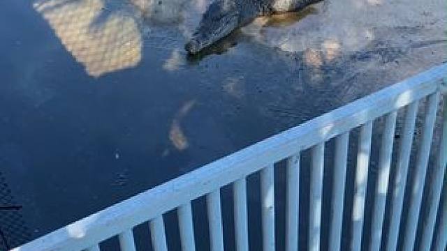 鳄鱼鳄鱼酒 唇齿间的奢华体验