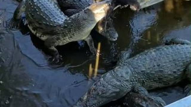 沉醉鳄鱼骨肽酒 享受健康时光