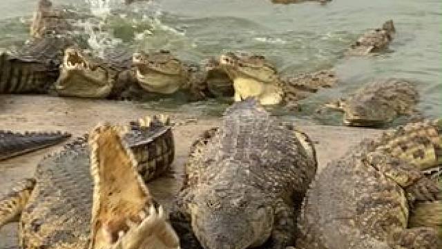 醇香浓郁，回味悠长，鳄鱼骨肽小酒