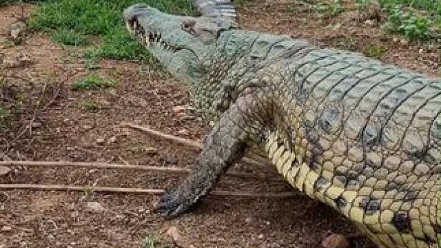 鳄鱼骨肽酒 点燃养生激情