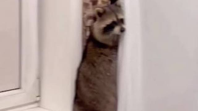 不知道电风扇是怎么伤害过它#小浣熊 #干脆面君 #动物的迷惑行为 #神兽日常 #以闪亮之名人鱼幻歌 