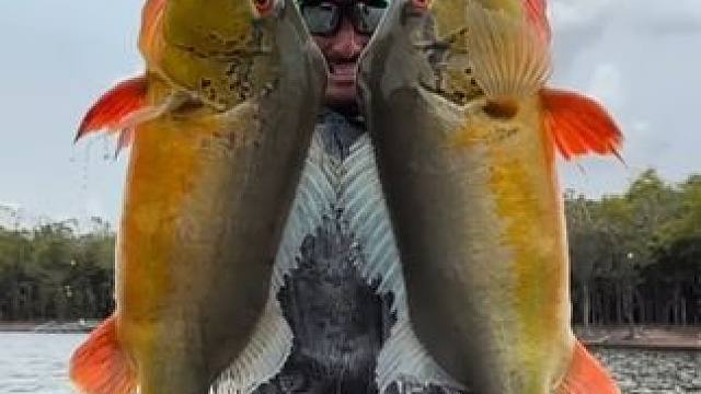 孔雀鲈 #国外视频分享 #好大一条鱼 #钓鱼的乐趣只有钓鱼人懂