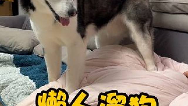 铲屎官躺床上遛狗，在客厅都能完成十公里，真把二哈当傻子了 #二哈 #萌宠出道计划 #动物的迷惑行为 