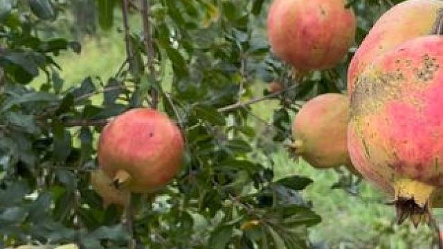 古韵南冲过石榴节，看斗牛拍美照！#突尼斯软籽石榴 #田园生活乐趣多