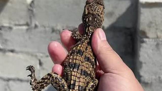 #小鳄鱼 #异宠 #爬行动物 #人工繁殖 怎么会不焦虑呢，这么多的鱼没人要，免费送福利了