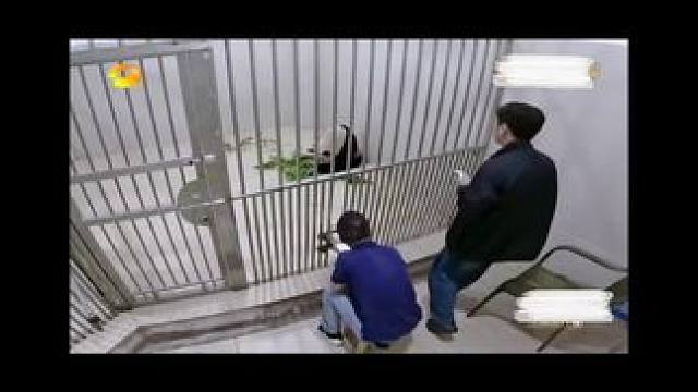 #生命的力量＃大熊猫盼青是女儿也是妈妈～
盼青和妈妈喜豆同时段待产，盼青首先诞下了一堆雌性双胞胎幼崽