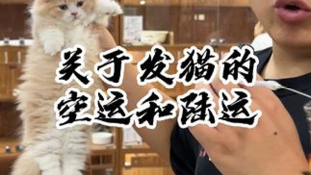 屏幕面前的家长 请签收你的小可爱~#壮实说猫 #猫咪