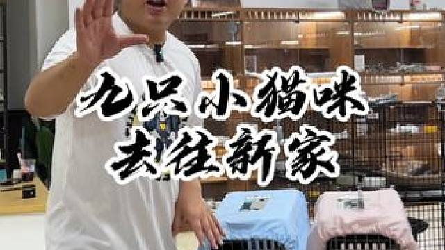 九只小可爱去新家 看看有没有你家的~#壮实说猫 #金渐层