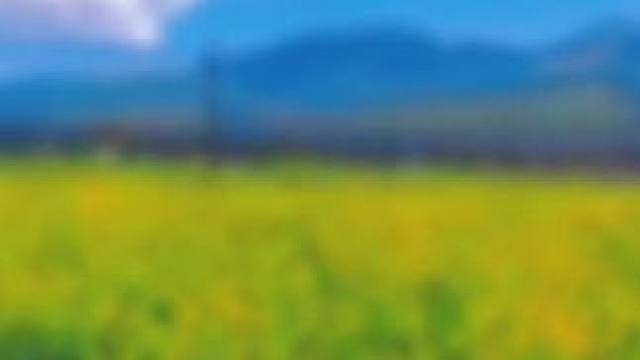 8月青海湖畔一片片摇曳的明黄，这是高原上最后的春天！#去感受风和自由吧