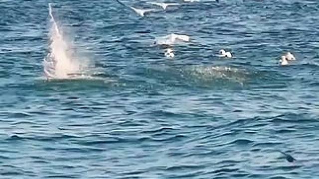 明明在天上飞，却偏偏要往水里窜，这让渔民看到了商机 #超便宜超划算 #小鱼仔