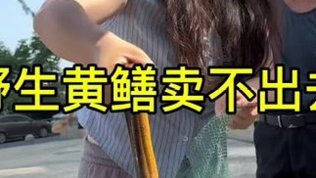 辛苦抓的野生黄鳝，无人识货，听说大城市很贵还买不到野生的
