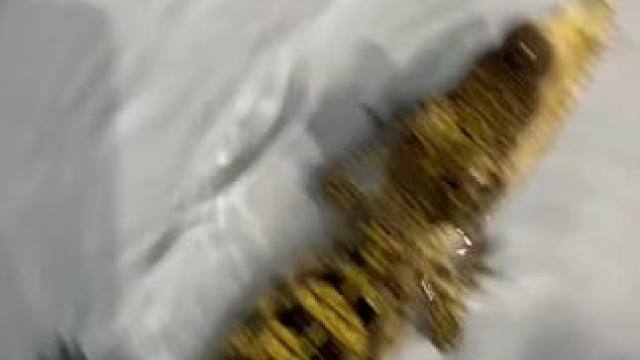 #希望你每个昨天今天明天都很快乐 #异宠 #小鳄鱼 #爬宠