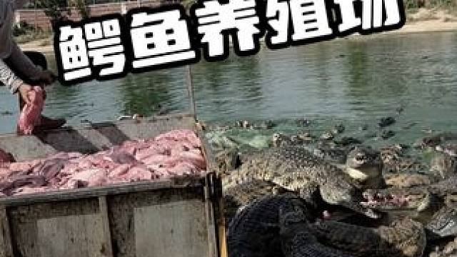 真实呈现鳄鱼养殖场#鳄鱼 #鳄珍鳄鱼酒 #鳄鱼养生酒 #鳄鱼养殖场