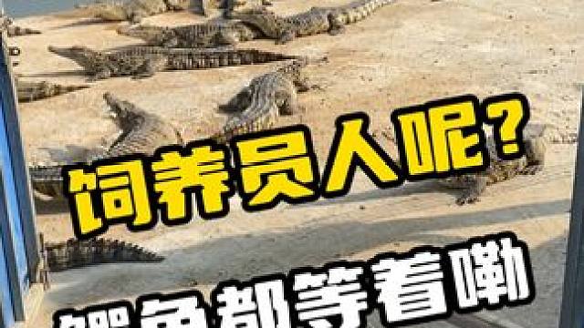 饲养员人呢？鳄鱼都等着嘞#鳄鱼 #鳄珍鳄鱼酒 #鳄鱼养生酒 #鳄鱼养殖场