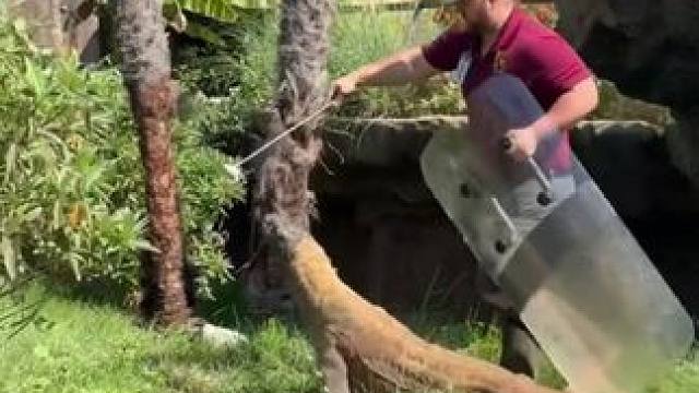 #国外视频分享 #野生动物零距离 #科莫多巨蜥