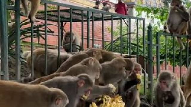 猴子吃香蕉 #国外视频分享 #野生动物零距离 #猴子成精