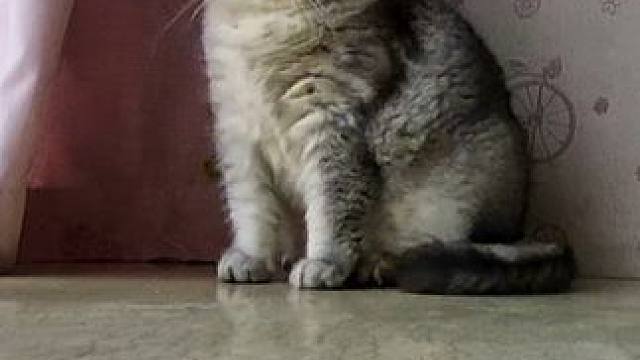 昨晚运动太猛了，今天天都亮了阿蛋起不来 #记录猫咪日常 #萌宠出道计划 #抖in萌宠计划 #鱼油推荐