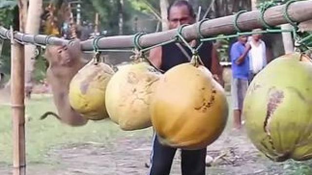 比谁还要便宜的椰子水，竟然是猴哥采摘的 #超便宜超划算 #椰子水