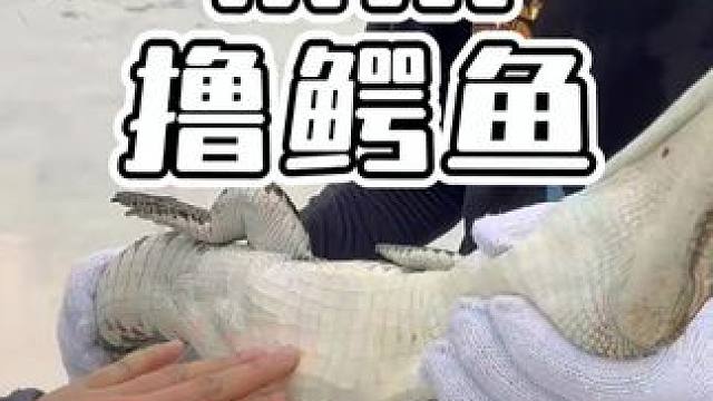 报身高体重来摸鱼，来撸鳄 #鳄珍养生酒 #鳄珍鳄鱼酒 #鳄鱼 #摸鱼