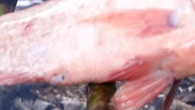 在河里抓鱼烤着吃配着自制香辣酱吃非常美味 #烤鱼 #荒野求生  #热点