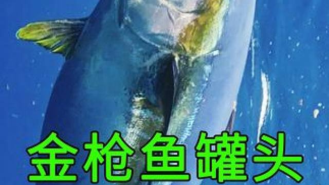 这个鱼罐头不简单，配料干净，营养美味 #罐头 #金枪鱼 #食品加工