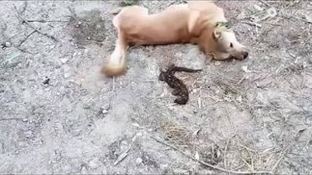 愿动物和人类和谐相处~