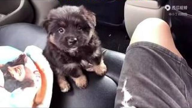 #不养狗不知道养狗的乐趣 #就喜欢萌萌乖乖的小萌宠