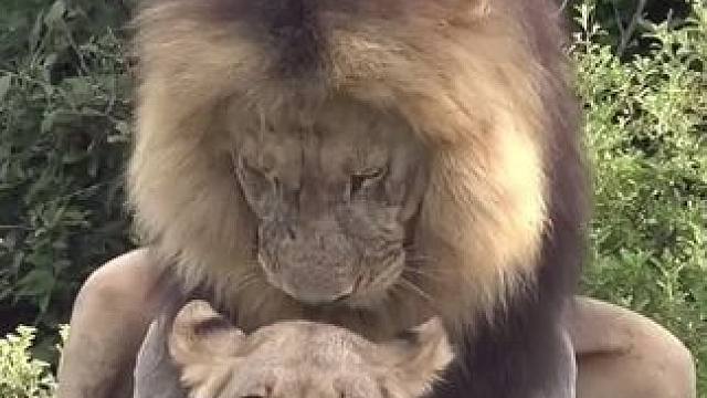 哈哈哈#雄狮 #非洲狮 #它只是不会说话其实它什么都懂 #狮子百兽之王也有天敌 #极速入坑剑来动画 