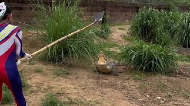 奥特曼来啦……