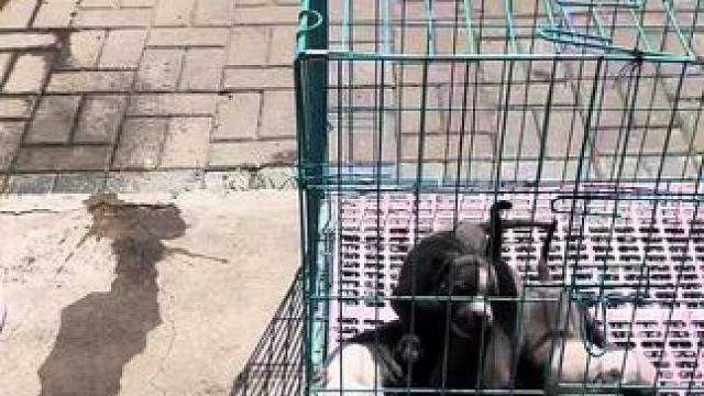 狗到底能不能吃生肉#斯塔福 #萌宠 #赛级犬 #小奶狗 #自制狗饭