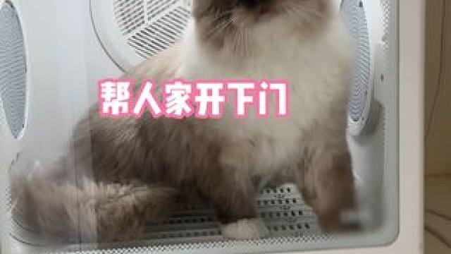 小猫咪还有两副面孔 #万物可爱计划#宅家治愈记