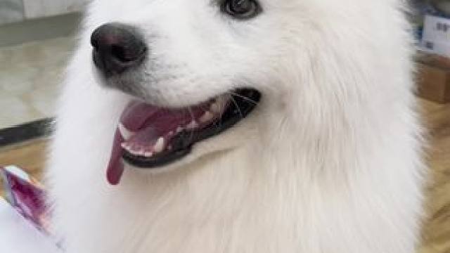 #萨摩耶 #狗狗 #萌宠出道计划 #萌宠vlog #萌宠日常记录