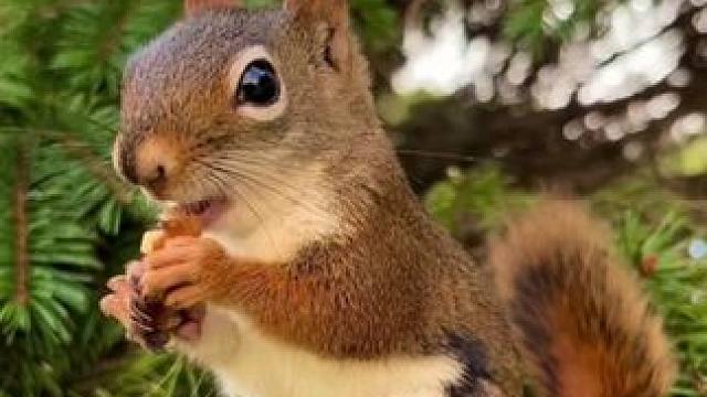 松鼠️吃核桃 #国外视频分享 #奇妙的动物 #松鼠