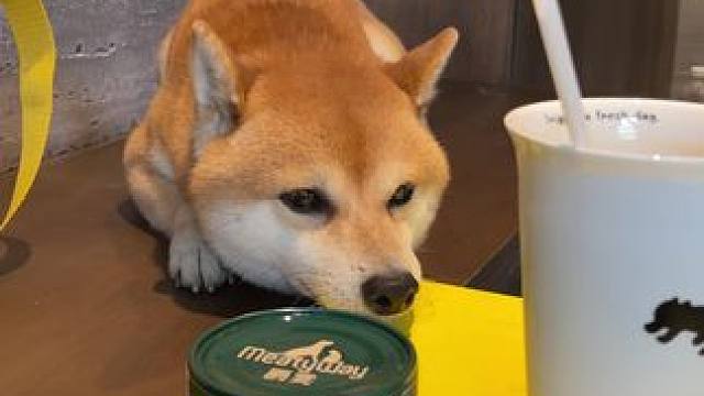 不开罐头是吧 #柴犬 #柴柴日常 #萌宠日常记录 #我的小狗真的好像个小宝宝