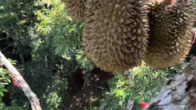 闻着臭吃着香。