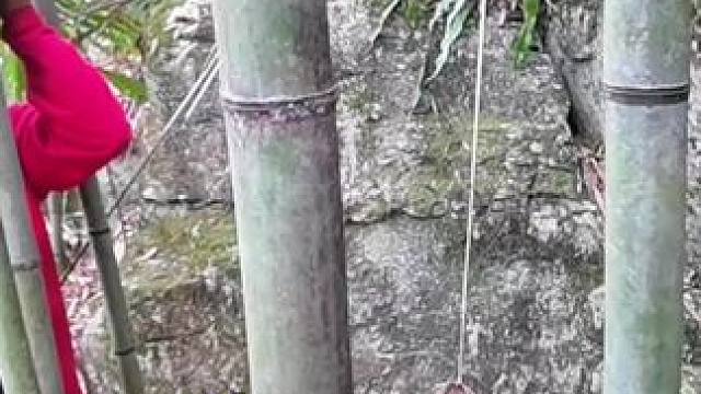 就是这个黑暗深渊，丢石头进去响了十二秒！到底有多深呢？当地人说，曾经掉下去一个小娃娃！不知洞底能否找