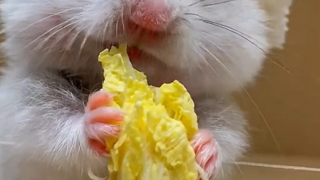 沉浸式吃白菜心的一只笨鼠