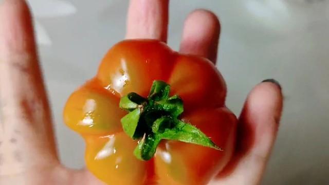 菜园里的番茄熟啦